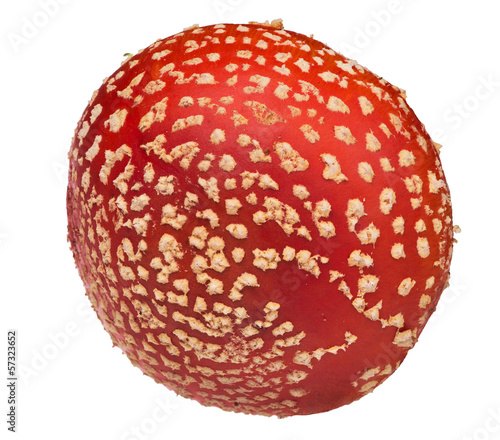 large red fly agaric cap on white
