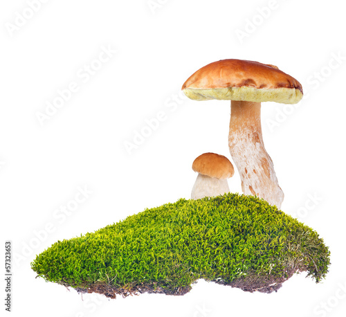 two penny buns in green moss on white