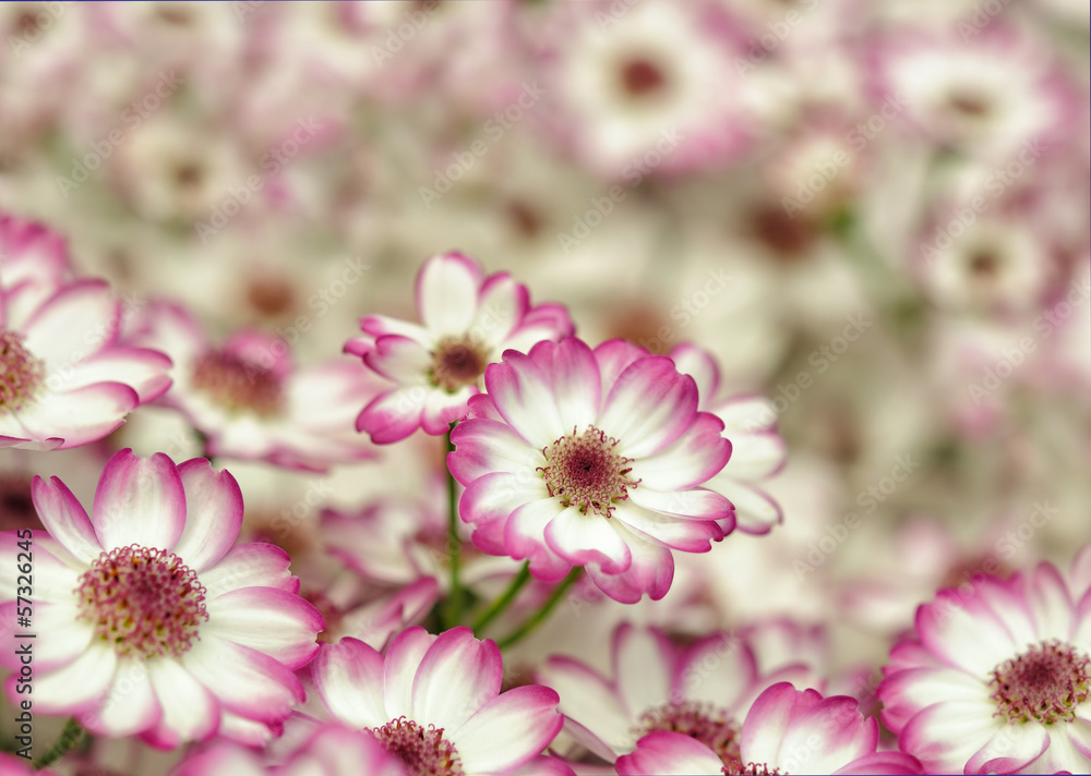 Little pink and white dahlias closeup image Little pink and white dahlias closeup image