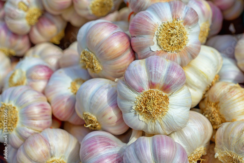 Pink garlic under bright sunlight closeup image
