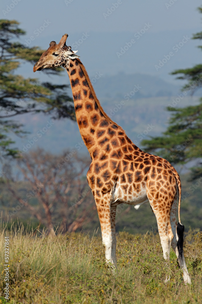 Rothschilds giraffe, Lake Nakuru National Park