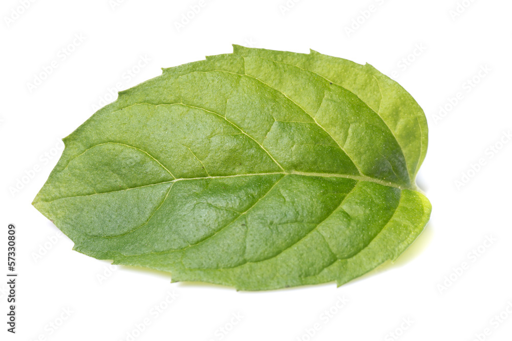 Fresh mint leafs isolated on white Fresh mint leafs isolated on white