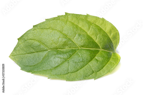 Fresh mint leafs isolated on white