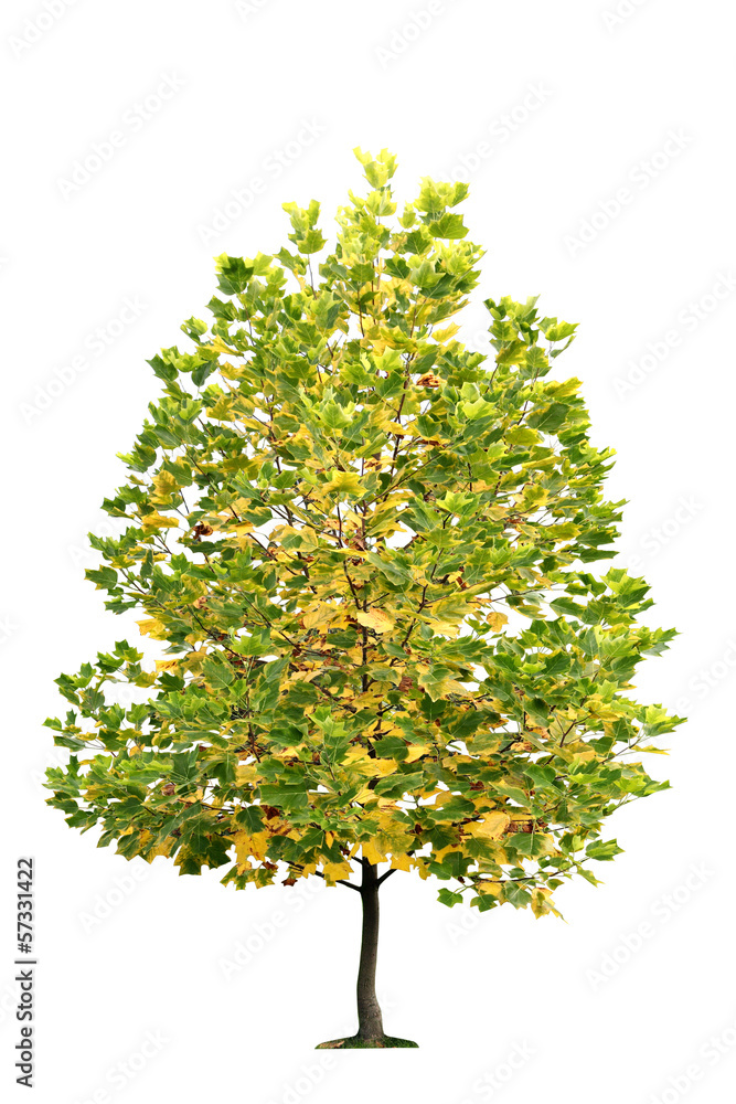 autumn tree isolated on a white background