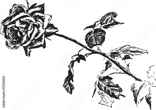 rose