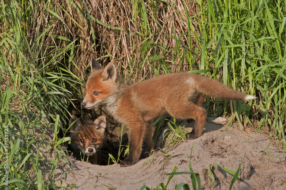 Young foxes playing near the hole. Red fox (Vulpes vulpes).