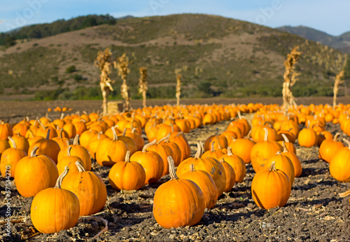Pumpkin patch in California.
