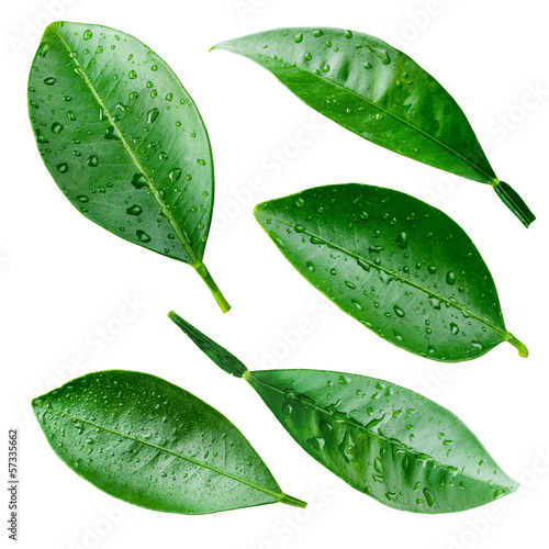 Citrus leaves with drops isolated on white. Collection
