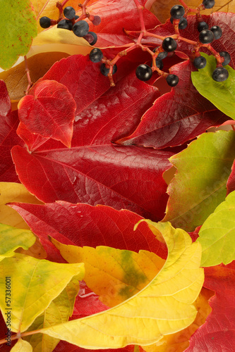 kolory jesieni-liście