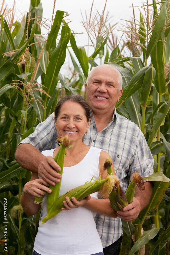 Obraz premium mature man and woman in corn field