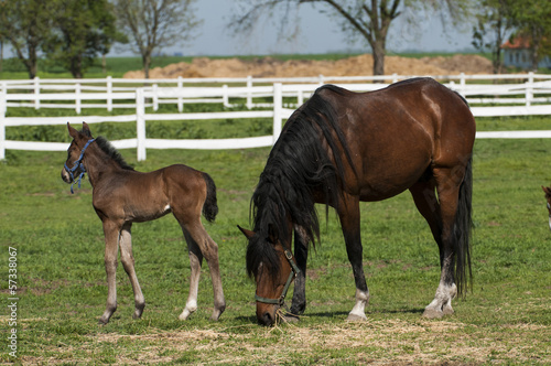 Mare and foal on a summer pasture