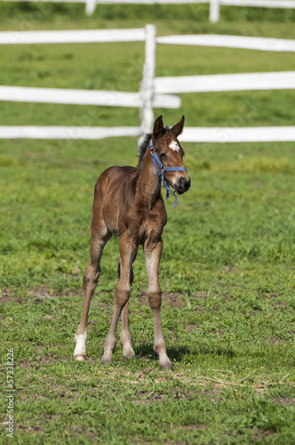 Foal on a summer pasture