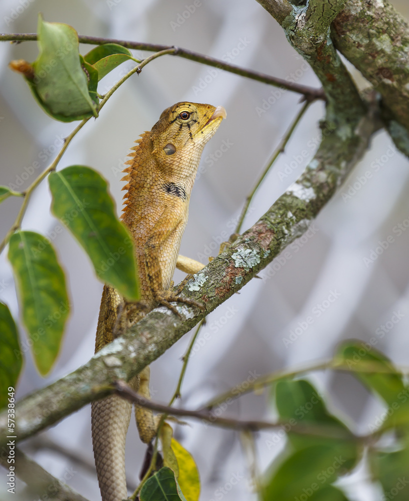 colorful wild lizard (Agamidae) on tree . colorful wild lizard (Agamidae) on tree .