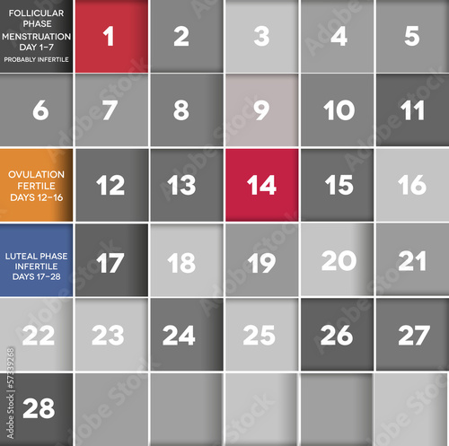 Menstrual cycle calendar Follicular, Ovulation, luteal phase