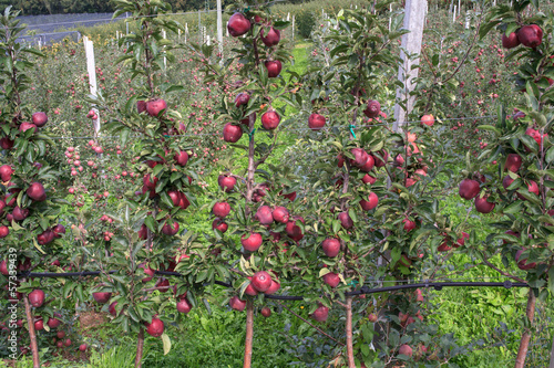 Trentino apples