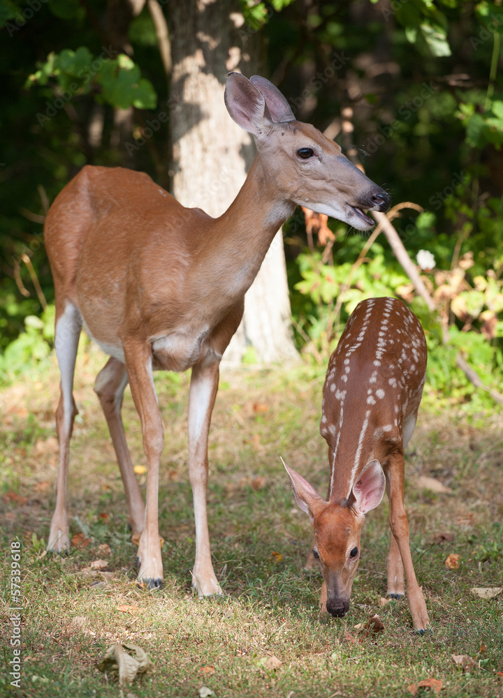 Fototapeta premium Eating Fawn
