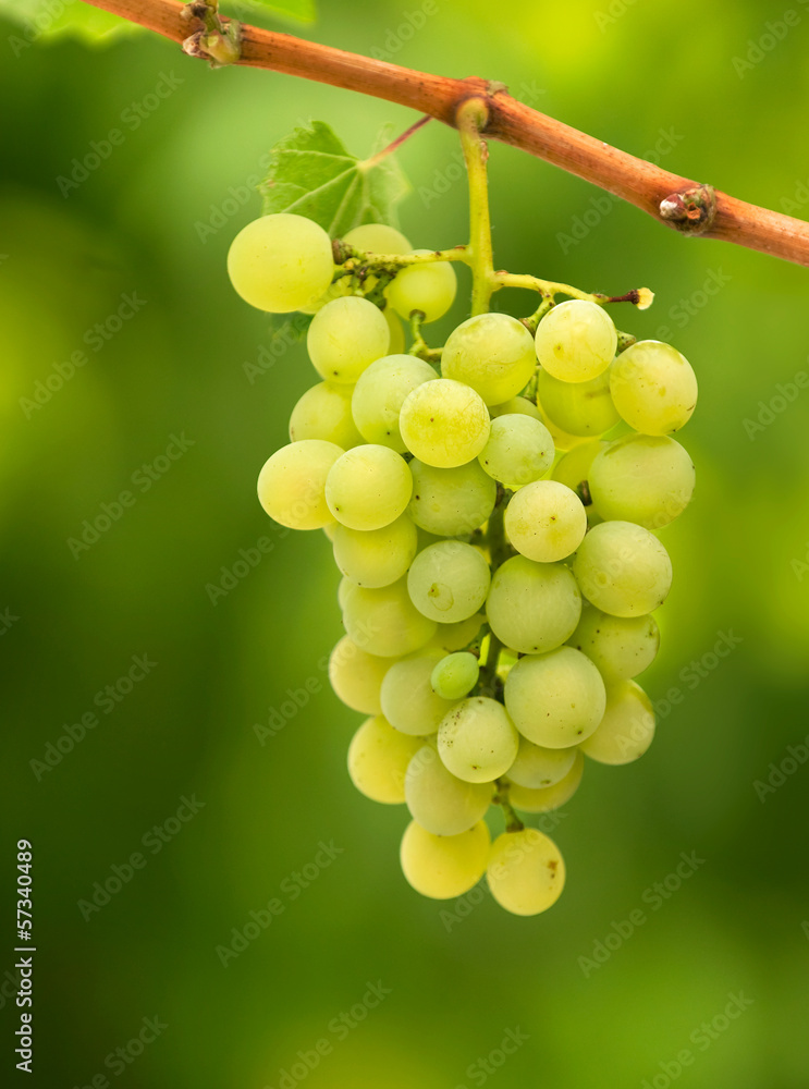 White grapes White grapes