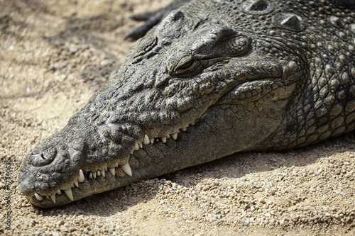 African crocodile