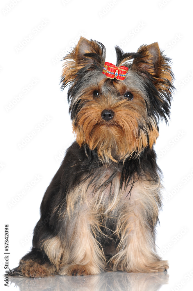 yorkshire terrier puppy yorkshire terrier puppy