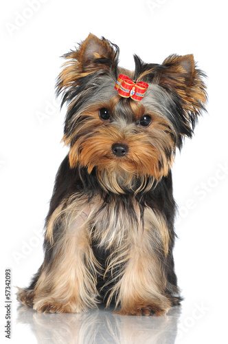 adorable yorkshire terrier puppy