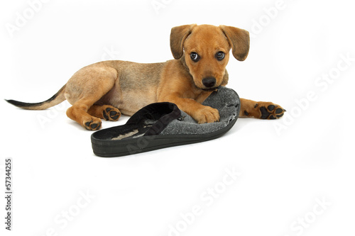 verspielter junger Hund