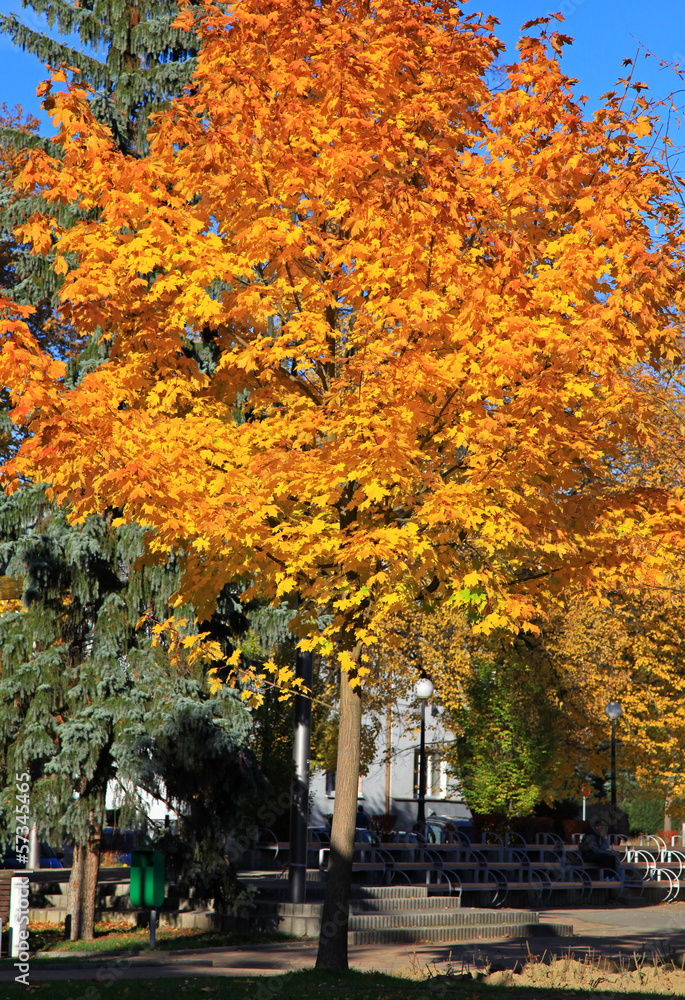 Naklejka premium Autumn leaves