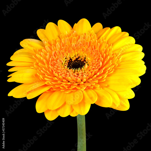 Yellow Gerbera Flower with Green Stem Isolated on Black