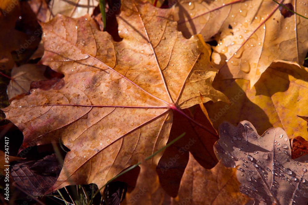 Colorful and bright background made of fallen autumn leaves Colorful and bright background made of fallen autumn leaves