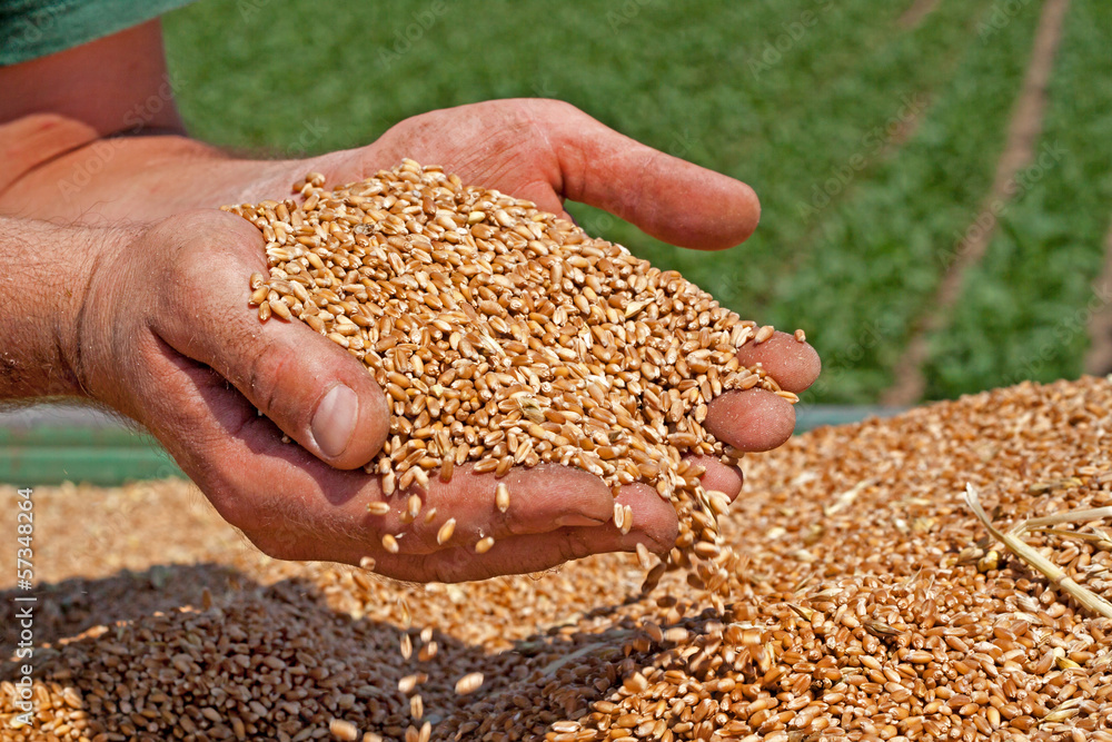 Farmers hands holding freshly harvested wheat grains Farmers hands holding freshly harvested wheat grains