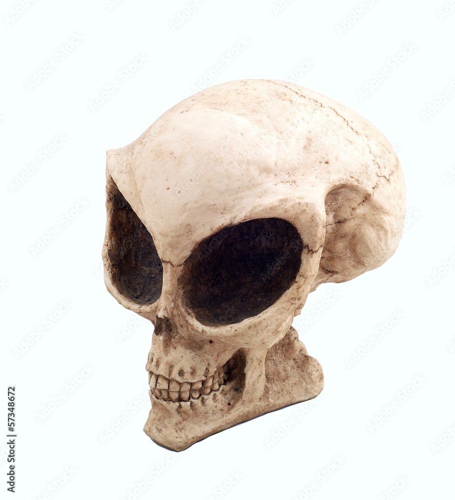alien skull alien skull