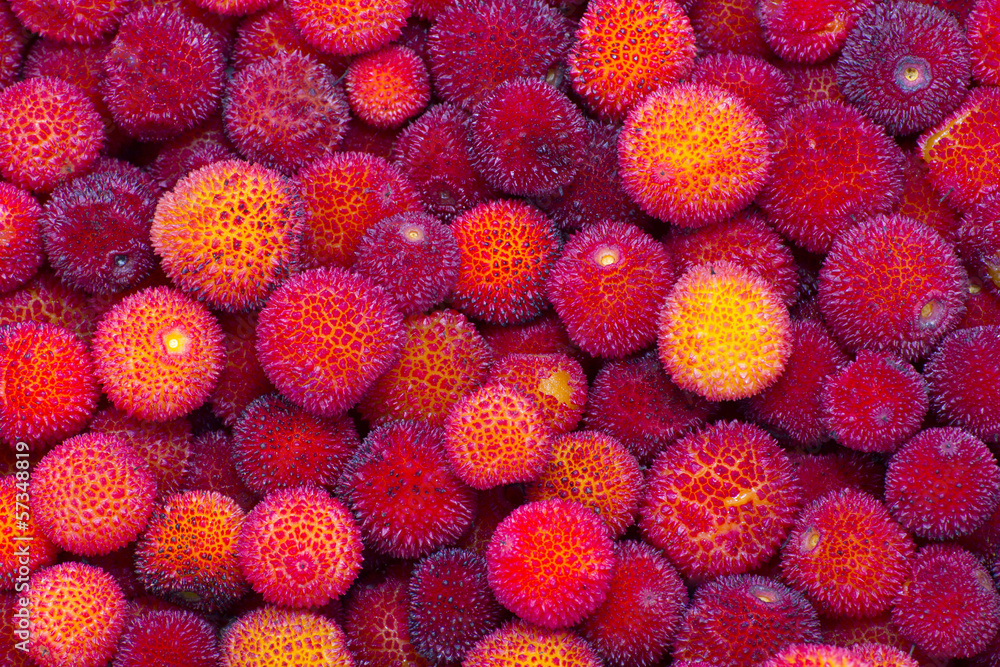 strawberry tree fruits strawberry tree fruits
