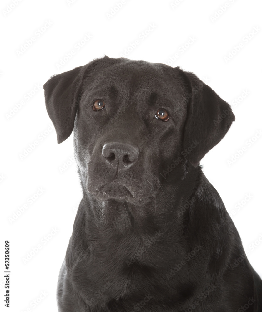 black labrador retriever