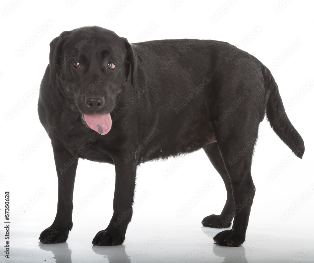 black labrador retriever
