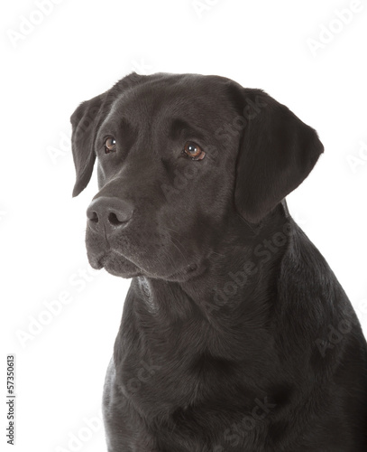 black labrador retriever