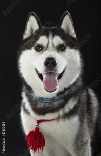 Siberian Husky