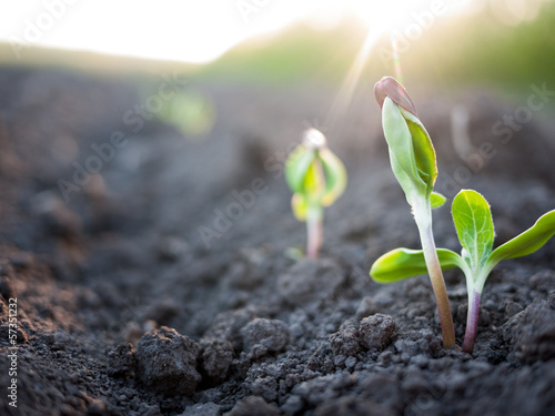 green plants