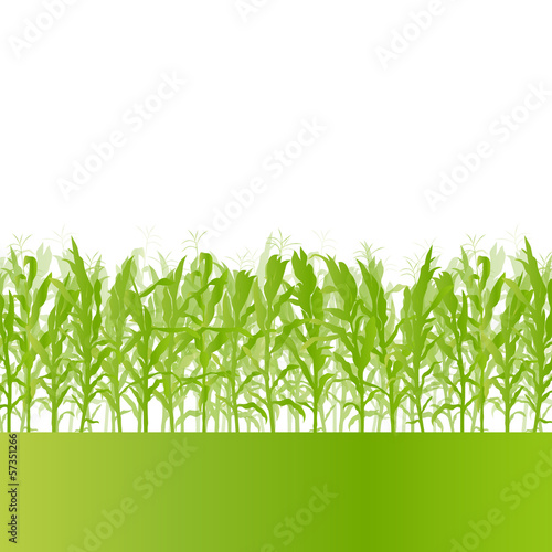 Corn field detailed countryside landscape ecology illustration b