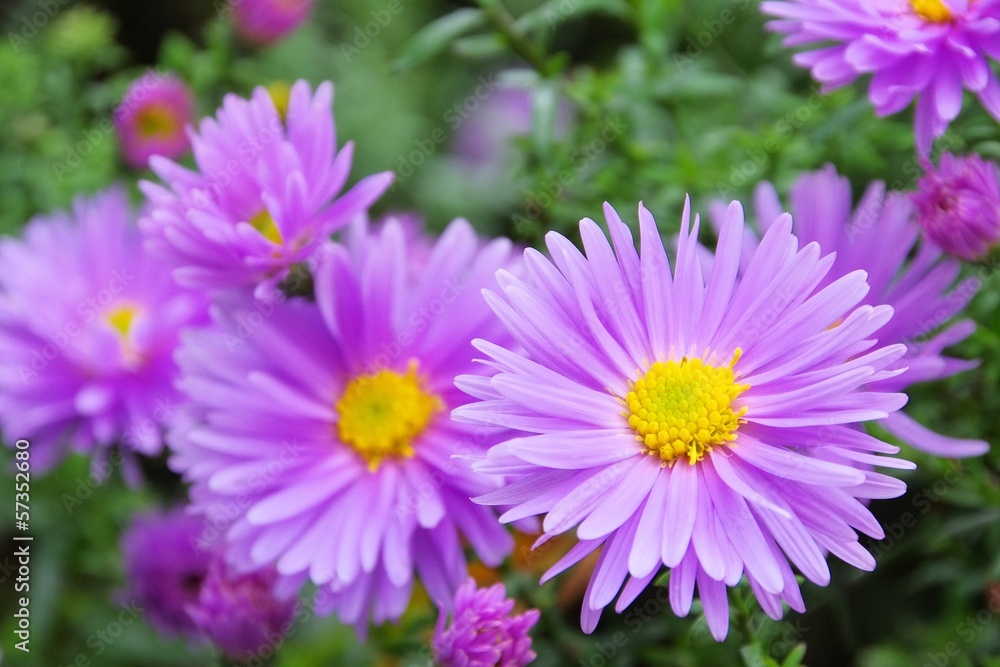 Aster Novi Belgii 03 Aster Novi Belgii 03
