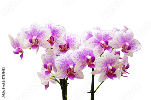 light pink orchid flowers isolated on white background