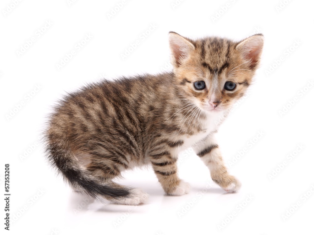 Little 30 day old kitten Little 30 day old kitten