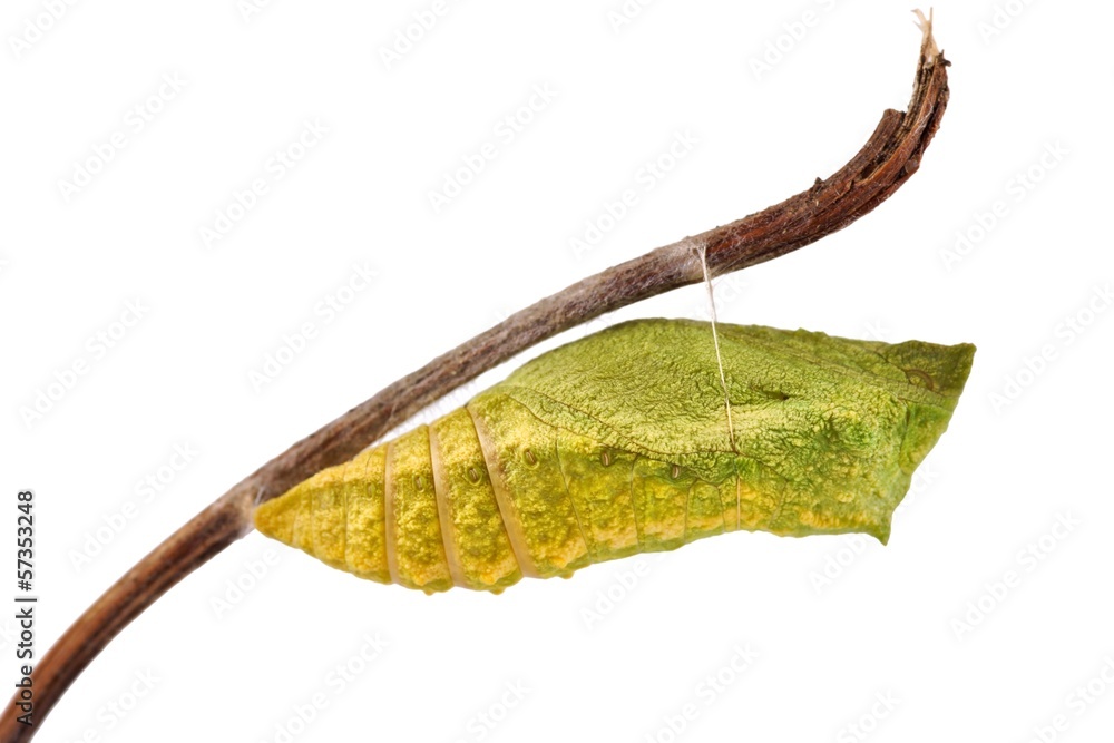 Obraz premium Old World Swallowtail (Papilio machaon) butterfly, chrysalis