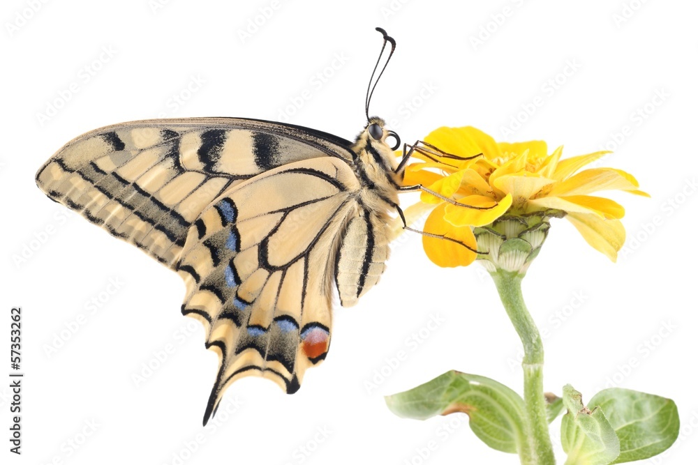 Obraz premium Old World Swallowtail (Papilio machaon) butterfly