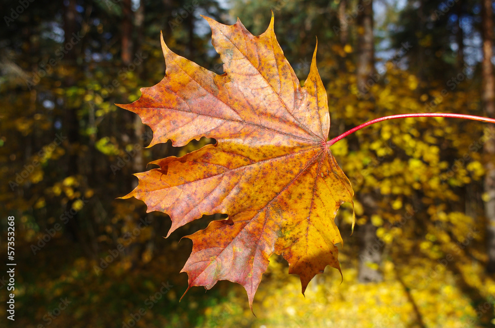 Red autumn leaves against the sky Red autumn leaves against the sky