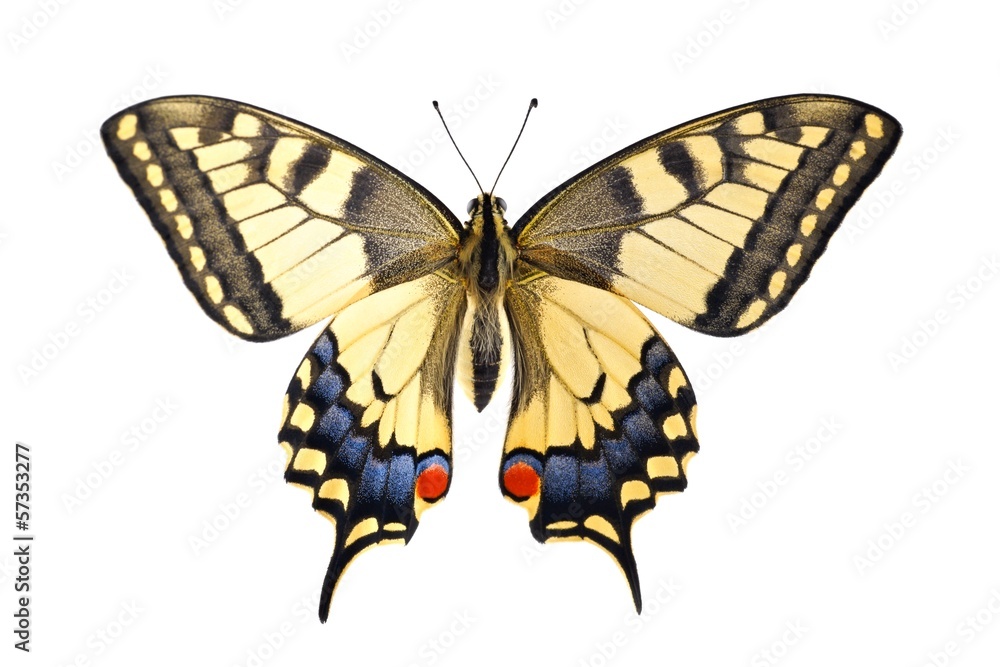 Naklejka premium Old World Swallowtail (Papilio machaon) butterfly
