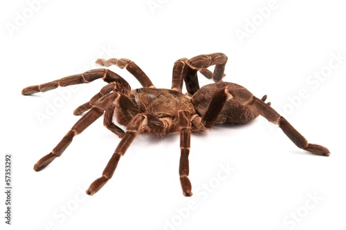 Tarantula spider (Hysterocrates Hercules) on a white background