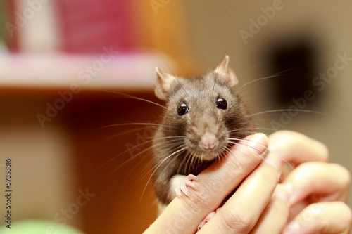 Friendly pet brown rat in human hand, animals at home
