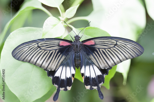 Macro photo of a beautiful black tropical butterfly