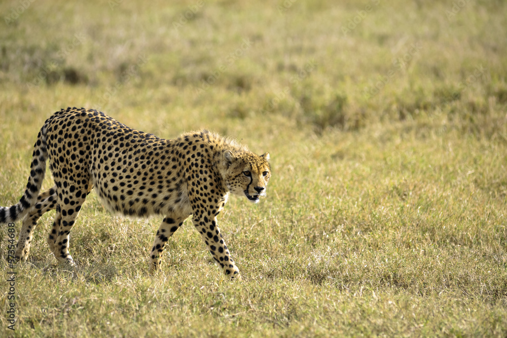 cheetah cheetah