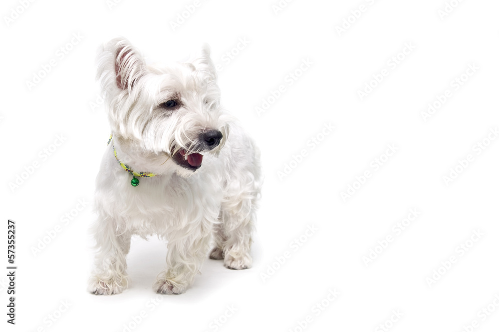 White terrier isolated on white background.