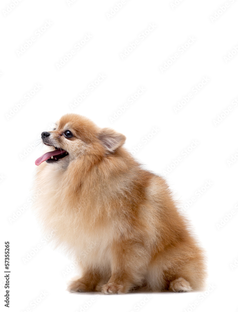 Pomeranian dog isolated on a white background. Pomeranian dog isolated on a white background.